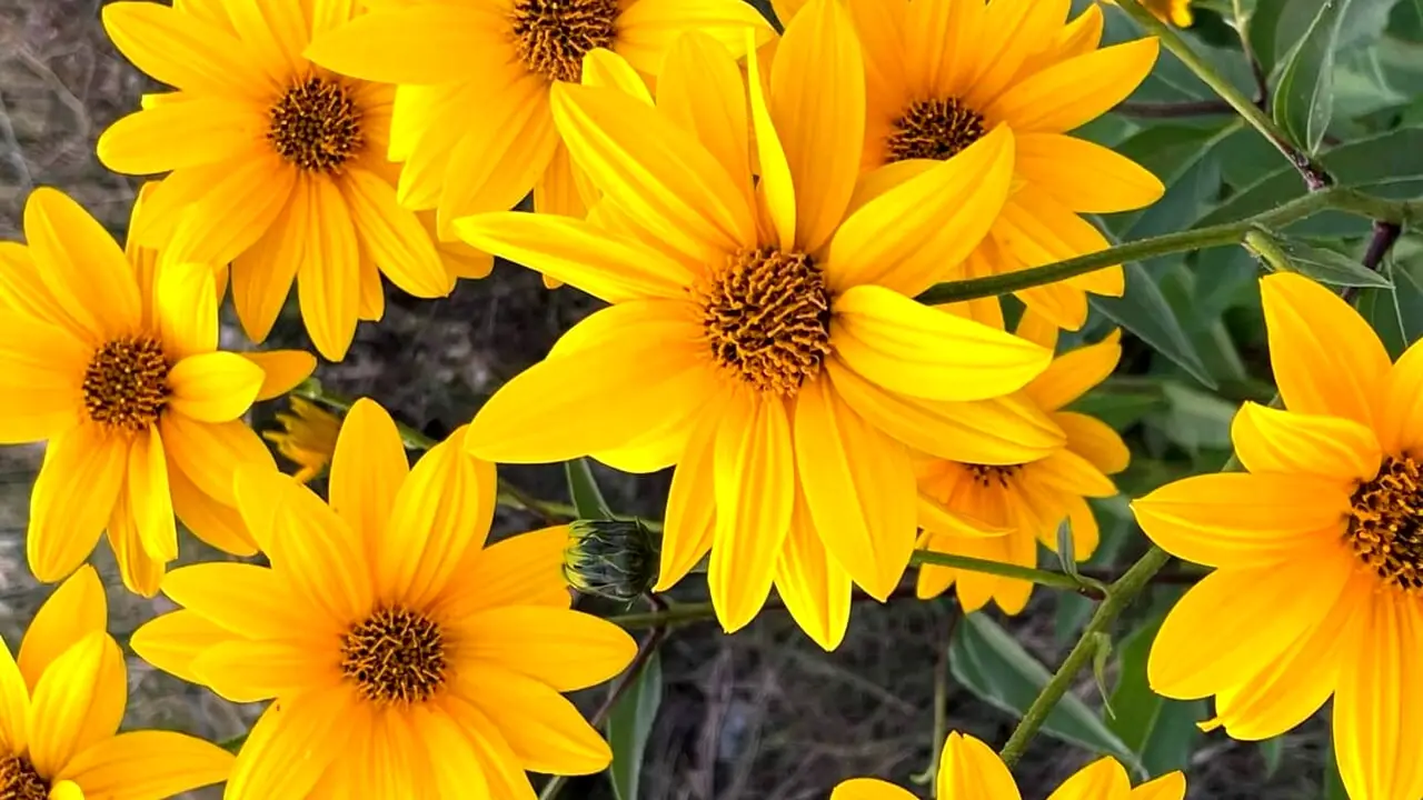 Non è un girasole: ecco la pianta sorprendente con un fiore identico che pochi conoscono