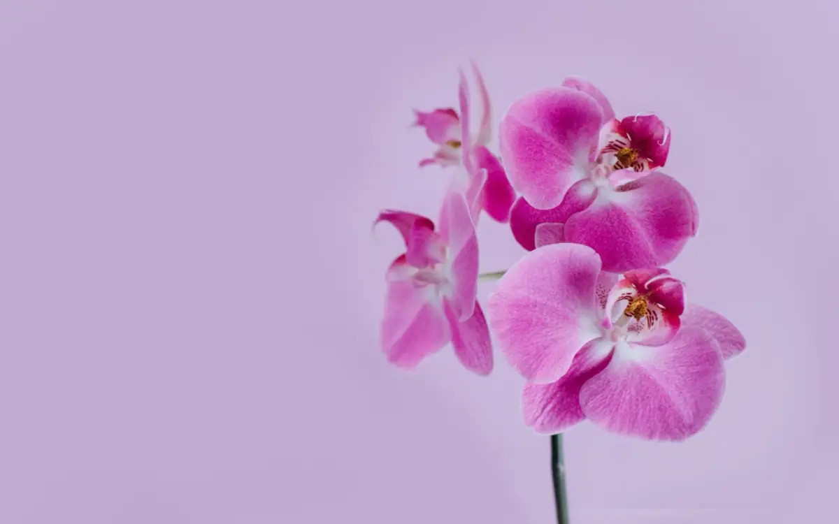 Non comprare questa orchidea se vuoi fortuna in casa: ecco le varietà benefiche secondo il feng shui