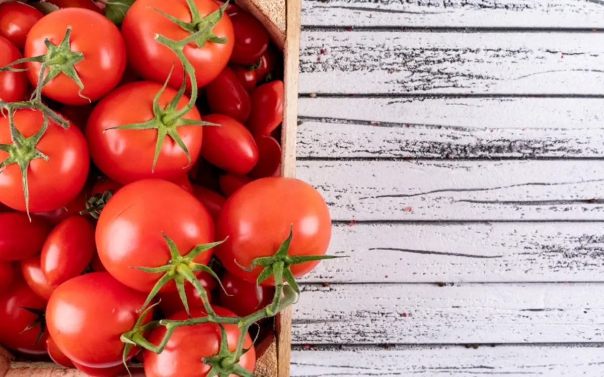 Non ombreggiare i pomodori in questo periodo: ecco quando farlo per salvare il raccolto