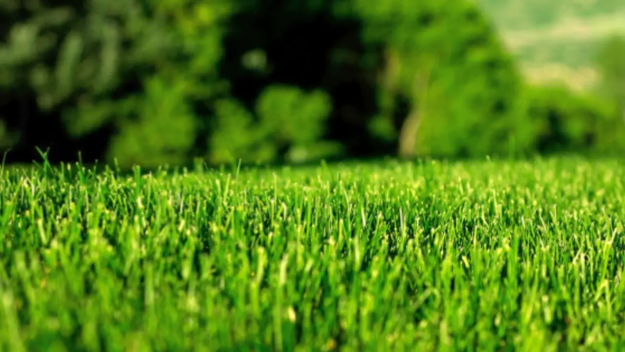 Hai un prato sintetico? Ecco perché devi assolutamente spargere la sabbia su di esso