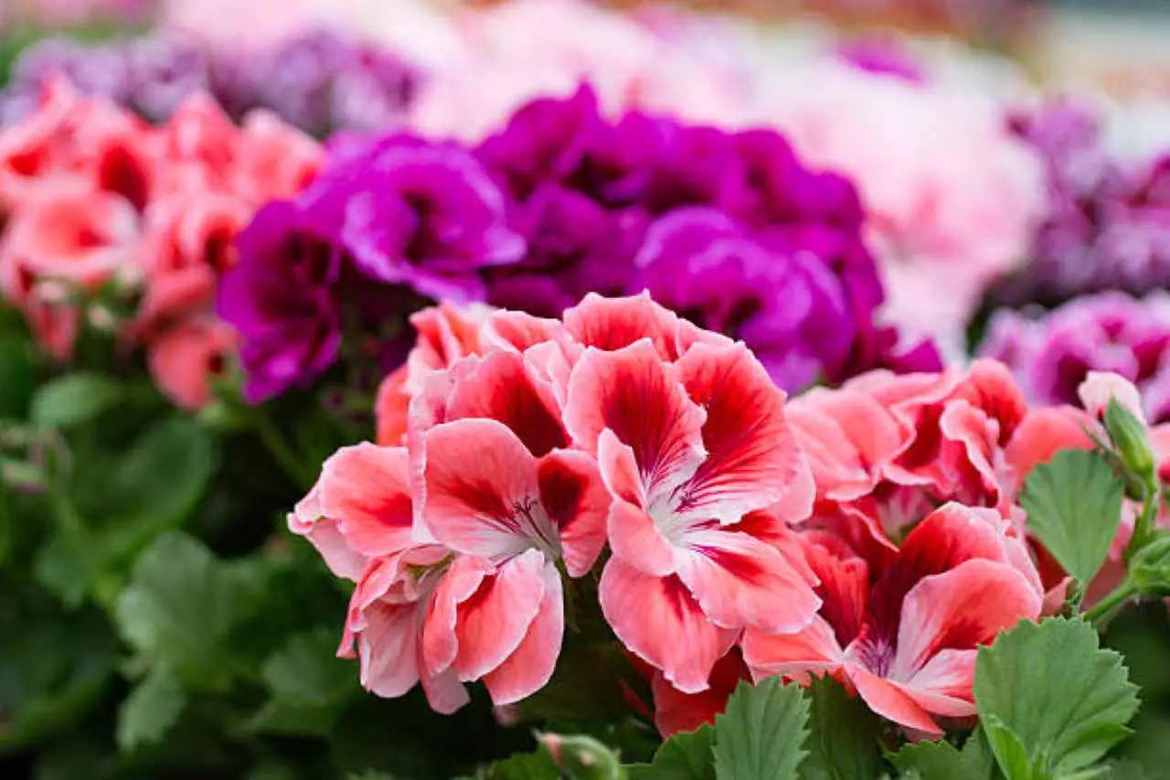 Il tuo geranio ha questo aspetto? Attenzione a queste malattie comuni e come salvarlo