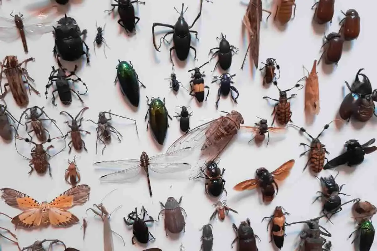 Usi il piretro contro gli insetti? Ecco cosa devi sapere su efficacia e rischi