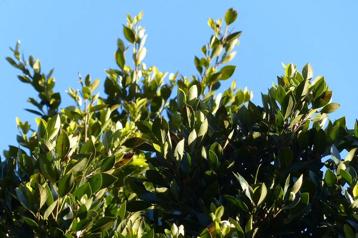 Ecco il fiore simbolo dell’Italia che in pochi conoscono e il suo significato